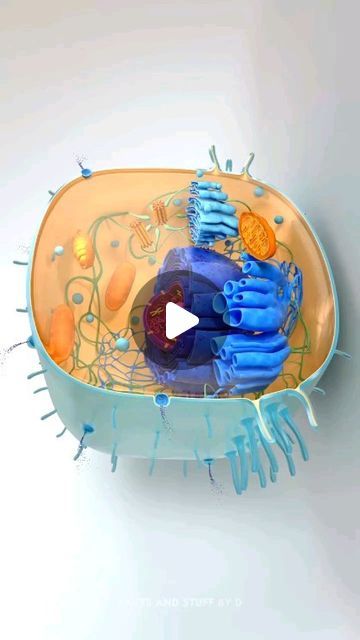 345K views · 55K likes | Biology on Instagram: "Cell | Smallest unit that can live on its own and that makes up all living organisms.

Source | link. https://www.instagram.com/reel/C2saa4rtrE5/?igsh=dWk2NXU2ajV0cndr

#biology #microbiology #microorganisms #microscope_world #cellandmolecularbiology" Microorganisms Microbiology, Golgi Apparatus, Endoplasmic Reticulum, Human Cell, Medical Animation, Living Organisms, Cell Biology, Cell Membrane, Molecular Biology