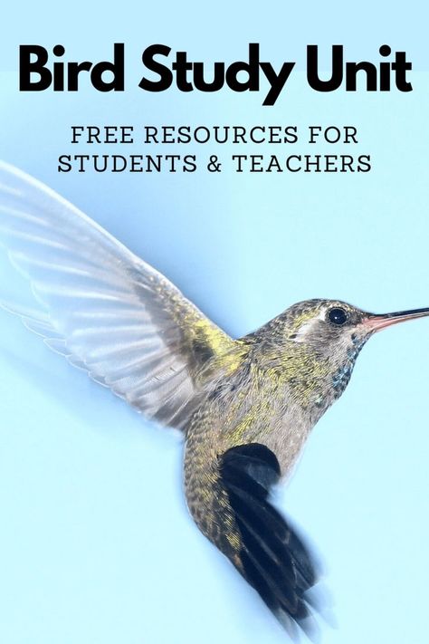 Bird Study Unit Free Resources for Teachers and Students #mosswoodconnections #science #animalscience #education #homeschooling #birdstudyunit Bird Unit Study Elementary, Study 2023, Abeka Homeschool, Egypt Lessons, Science Unit Studies, Bird Study, Birds For Kids, Educational Tips, Homeschool Nature Study