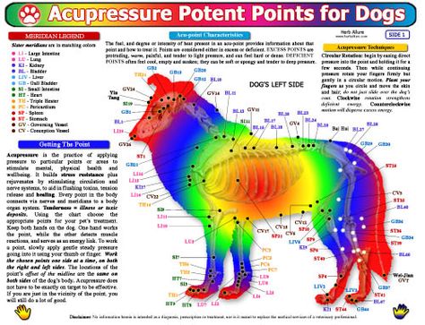 Pet Health Charts for Dogs - Acupressure Acupressure Chart, Animal Reiki, Dog Info, Acupressure Points, Les Chakras, Pet Hacks, Acupressure, Dog Health, Acupuncture