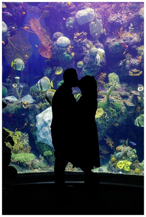 shedd aquarium engagement session. chicago aquarium photoshoot. photography by lauryn. chicago engagement photographer. Aquarium Engagement Photos, Aquarium Photoshoot, Chicago Aquarium, Shedd Aquarium, Chicago Engagement, Engagement Inspiration, Warm Spring, Photoshoot Photography, Chicago Wedding