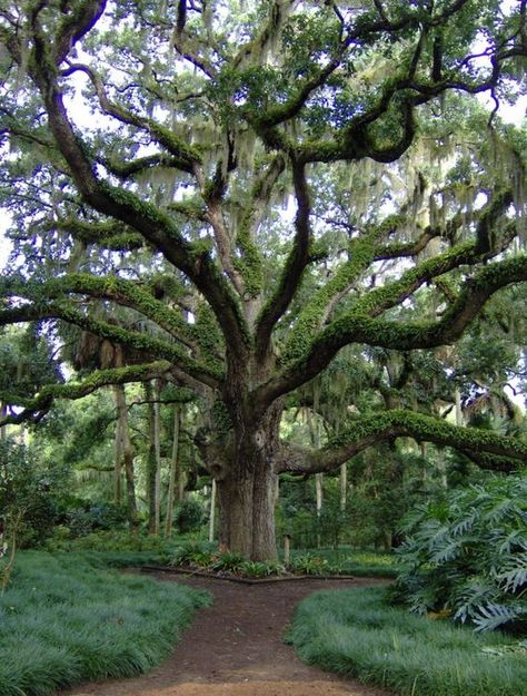 Live oak Palm Coast Florida, Beautiful Florida, Florida Adventures, Usa Roadtrip, Florida State Parks, Places In Florida, Matka Natura, Florida Trip, Garden State