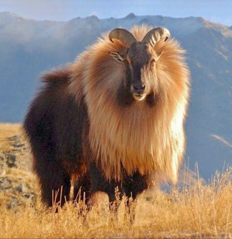 A striking Himalayan Tahr (Hemitragus jemlahicus). The tahr is a wild goat native to the Himalayas in southern Tibet, northern Pakistan, northern India and Nepal. Interesting Animals, Mule Deer, Mountain Goat, Unusual Animals, Rare Animals, Manx, Animal Planet, An Animal, Exotic Pets