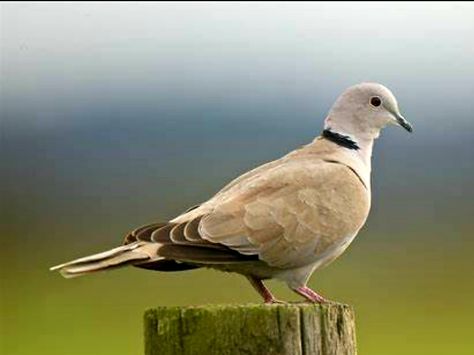 Collared Dove, Common Birds, Pink Bird, Birdhouse, Bird Houses, Trip Advisor, Feathers, North American, Georgia