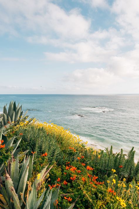 Flowers and the Pacific Ocean, at Treasure Island Park in Laguna Beach, Orange County, California Orange County Beaches, Laguna Beach California, Island Park, Orange County California, The Pacific Ocean, Hotel Motel, Posters Framed, Treasure Island, Beach California