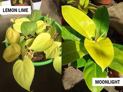 Philodendron Lemon Lime vs Moonlight (Differences and Similarities) – World of Garden Plants Moonlight Philodendron, Indoor Plants Names, Philodendron Moonlight, Plants Names, Florida Plants, Hydrangea Care, Colored Leaves, Sloped Garden, Unusual Plants