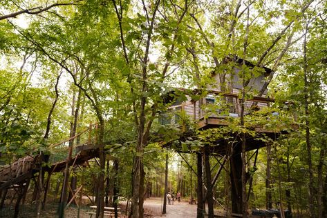 Oklahoma Tourism and Recreation Department's comprehensive site containing travel information, attractions, lodging, dining, and events. Eufaula Oklahoma, Oklahoma Cabins, Red Oak Tree, Treehouse Cabins, Forest Canopy, Stay Overnight, Romantic Weekend, Outside World, Overnight Guests