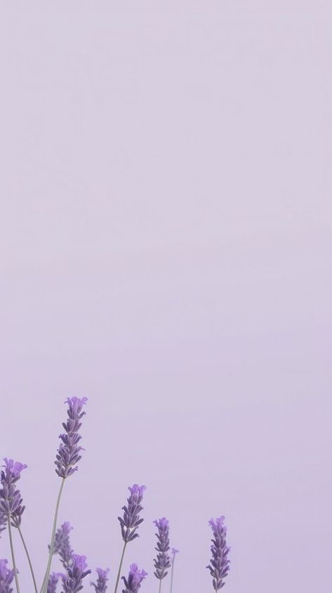 Lavender Theme Wallpaper, Perpul Background, Lavender Ipad Wallpaper, Purple Aesthetic Wallpaper For Ipad, Pastel Color Background Plain, Lavender Background Aesthetic, Iphone Wallpaper Plants, Purple Wallpaper Hd, Wallpaper Plants