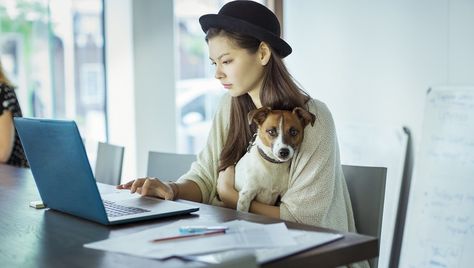 7 Ways To Make Your Office Dog Proof For Take Your Dog To Work Day ... Office Dog, Live Alone, Photos With Dog, Dog Photoshoot, Business Photoshoot, Branding Photoshoot Inspiration, Personal Branding Photoshoot, Indoor Pets, Guide Dog