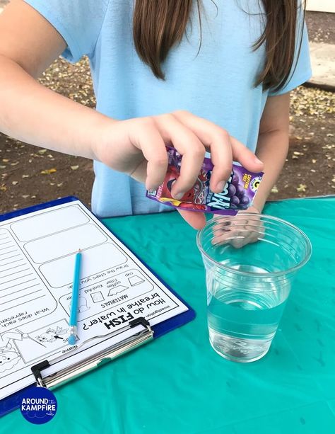 Simulate how a fish breathes underwater in this ocean animal adaptations science experiment. This easy science activity is an ideal addition to your 2nd grade or 3rd grade animal adaptations unit! Animal Adaptations Experiments, Plant Adaptations Activities, Animal Adaptations Activities, Adaptations Science, Adaptations Activities, Plant Adaptations, Animal Experiments, Homeschool Nature Study, Stem Experiments