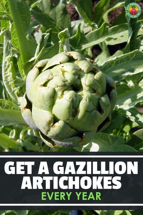 Looking for unique vegetables, and have a lot of space? Consider growing artichokes! Our guide reveals all you'll need to grow them! Growing Artichokes Plants, Grow Artichoke, Artichoke Growing, Artichoke Plant, Growing Artichokes, Farm Plants, Epic Gardening, Artichoke Plants, Garden Themes