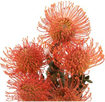 Orange pincushions: all year  $$$ Protea Plant, Tropical Flower Arrangements, Protea Flower, Burgundy Flowers, Flower Names, Wholesale Flowers, Flowers Online, Pin Cushion, Back To Nature