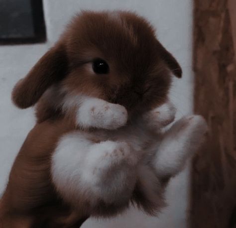 Lavender Brown Aesthetic, Pet Bunny Rabbits, Lavender Brown, Pet Bunny, Cute Animals Images, Silly Animals, Fluffy Animals