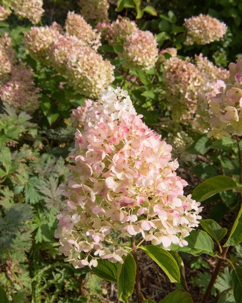 Autumn Colours of the Pink Flushed Flower Heads of a Paniculate Hydrangea Shrub (Hydrangea paniculata 'Silver Dollar') in a Country Cottage Garden in Rural Devon, England, UK Hydrangea Shrub, Types Of Shrubs, Country Cottage Garden, Panicle Hydrangea, Hydrangea Bloom, Black Thumb, Hydrangea Garden, Hydrangea Paniculata, Spring Flowering Bulbs