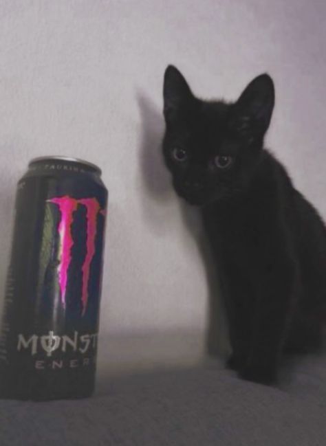 Gatos Cool, Monster Energy Drink, Love Monster, Lots Of Cats, Silly Cats Pictures, Cat Drinking, Cat Aesthetic, Monster Energy, Silly Cats