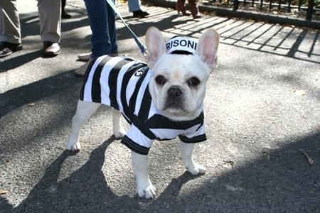 dog prisoner costume - Google Search Dog Prisoner Costume, Prisoner Costume, Cops And Robbers, Aeon Flux, Mtv Shows, Halloween Dog, Siesta Key, Pet Costumes, Reality Tv Shows