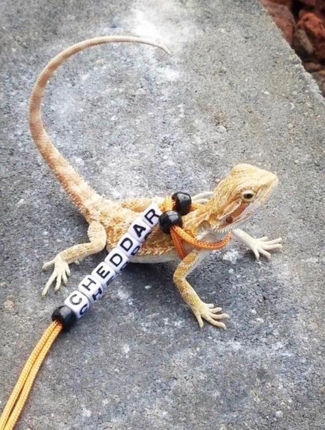 Bearded Dragon Leash, Bearded Dragon Food List, Bearded Dragon Toys, Bearded Dragon Harness, Bearded Dragon Vivarium, Bearded Dragon Tattoo, Bearded Dragon Diy, Bearded Dragon Funny, Bearded Dragon Terrarium