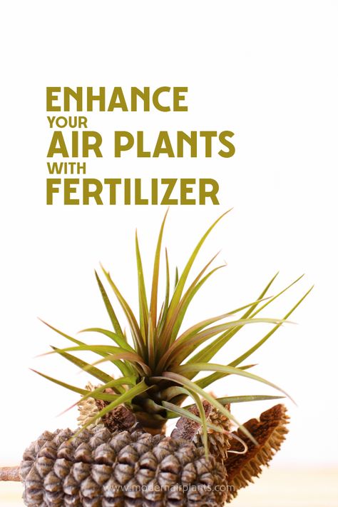 Air Plants Diy, Air Plant Garden, Growing Food Indoors, Air Plants Decor, Garden Cactus, Hydroponic Farming, Hydroponics Diy, Kentish Town, Air Plants Care