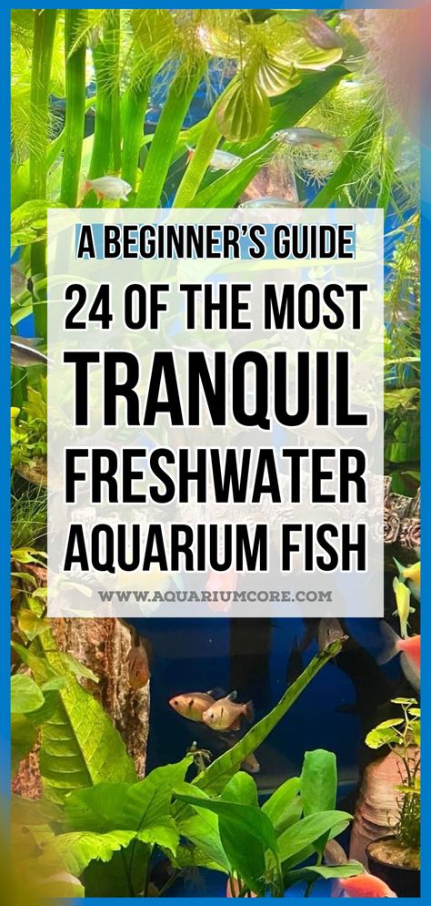 peaceful aquarium fishes Freshwater Planted Aquarium Ideas, Fish Tank Substrate Ideas, Colorful Freshwater Aquarium Fish, Tropical Aquarium Ideas, Community Fish Tank Freshwater, Fresh Water Fish Tank Ideas, Freshwater Aquarium Ideas, Community Fish Tank, Fish For Beginners