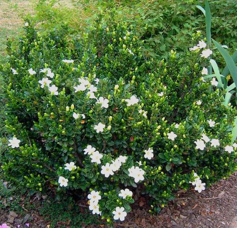 Everblooming gardenia veitchii Gardenia Veitchii, Bush Landscaping Ideas, Everblooming Gardenia, Bush Landscaping, Front Yard Planters, Growing Gardenias, Gardenia Bush, Gardenia Plant, Cedar Raised Garden Beds