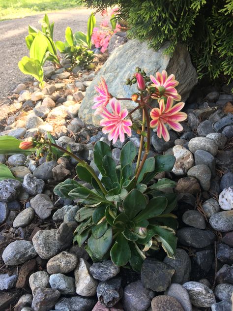 Lewisia Cotyledon “Sunset Series”. Rock garden. Drought resistant. Evergreen plant. Lewisia Cotyledon, Trellis Fence, Arbors Trellis, Native Gardens, Potager Garden, Drought Resistant, Evergreen Plants, Rain Garden, Native Garden