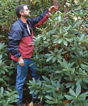 Pruning Rhododendrons, Pruning Plants, Garden Shrubs, Garden Help, Fine Gardening, Garden Maintenance, Garden Care, Elegant Living, Shade Garden