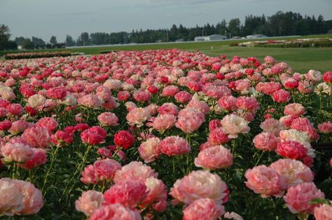 Coral Sunset peonies in full bloom in the field at Adelman's! Peony heaven:)  credits: www.peonyparadise.com Coral Sunset, Growing Gardens, Flower Guide, Peonies Garden, Flower Landscape, Iris Flowers, Flower Stands, In Full Bloom, Farm Gardens