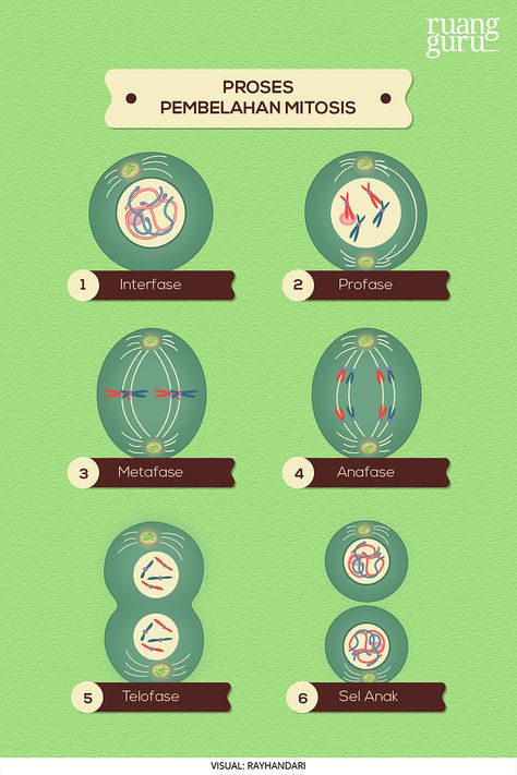 Mempelajari Tahap-Tahap Pembelahan Mitosis | Biologi Kelas 12 Membran Sel, Ipa, Biology, Chemistry, Education