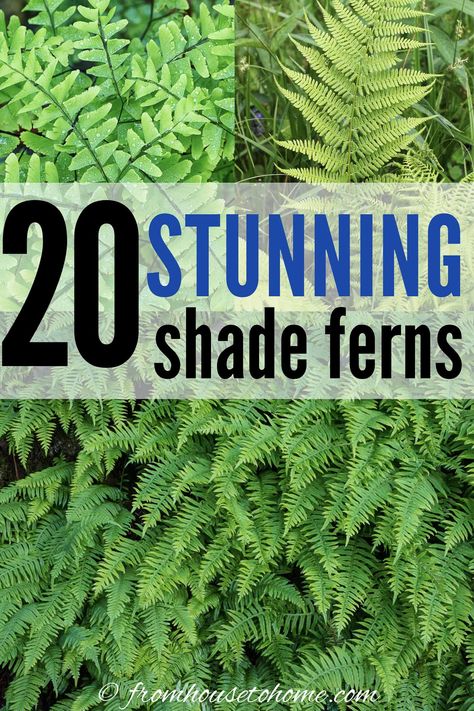 Who knew there were so many winter hardy fern varieties? Short or tall ferns, evergreen ferns, native plants, some that like shade and even some that survive in the sun...there's a perennial fern for every garden landscape! #fromhousetohome #ferns #shade #garden Fern Varieties, Christmas Fern, Evergreen Ferns, Types Of Ferns, Autumn Fern, Wood Fern, Japanese Painted Fern, Ferns Garden, Shade Garden Plants