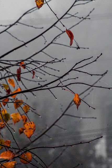 Blue Fall Theme Wallpaper, Rain Autumn Aesthetic, Gloomy Autumn Aesthetic, Fall Blue Aesthetic, Gray And Orange Aesthetic, Grey Fall Aesthetic, October Aesthetic Month, Gray Fall Aesthetic, Blue Autumn Aesthetic