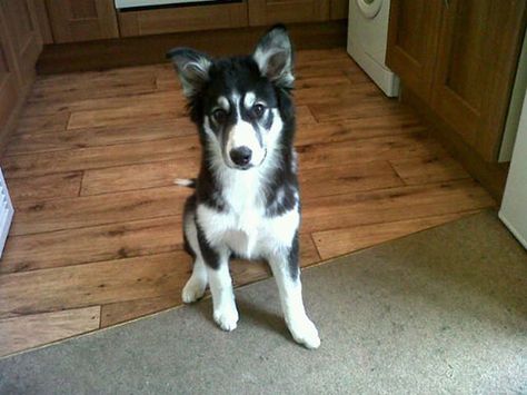 border-collie-husky-mix2 Border Collie Husky, Border Collie Husky Mix, Healthiest Dog Breeds, Husky Pet, Photo Border, Designer Dogs, Border Collie Mix, Collie Mix, Crazy Dog Lady