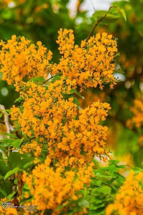 Yellow, Flowers, Green