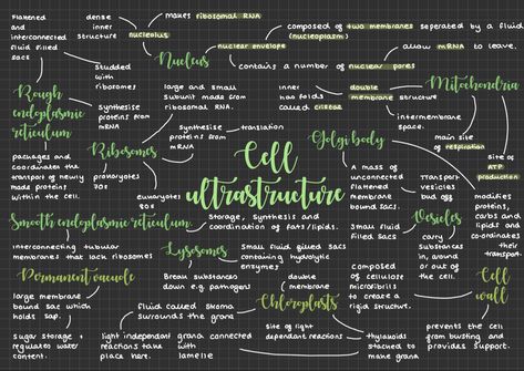 A mindmap of cell organelle structure and functions Cell Cycle And Cell Division Mind Map, Neat Notes, Membrane Structure, Cell Cycle, A Level, Cell Division, Animal Cell, Cell Structure, Concept Map