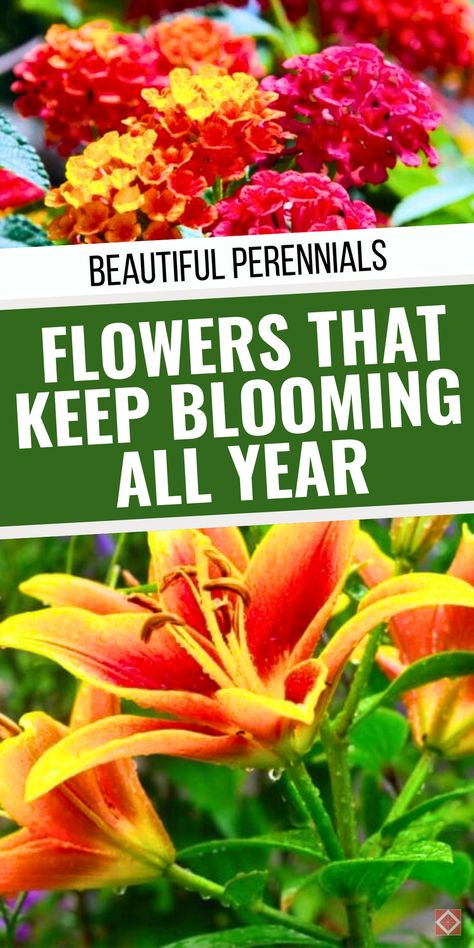 Love flowers but hate the seasons ending their beauty? Try these gorgeous blooms that last all year! Easy-to-grow options for stunning perennial flowers that will keep your garden lively. Save this pin for nonstop blooms! Long Lasting Flowers, Perennials Flowers, Kalanchoe Blossfeldiana, Creative Landscaping, Long Blooming Perennials, Best Flower Pictures, Bloom Flowers, Sustainable Gardening, Perennial Flowers