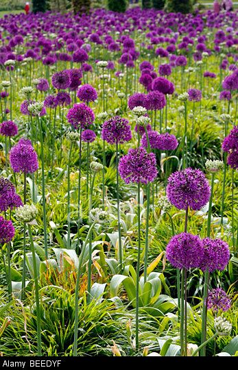 Allium Hollandicum "Purple Sensation", ukkolaukka, kirgislök Allium Hollandicum, Alphabet Project, Growing Indoors, Outdoor Plants, Colour Palette, Garden Ideas, Plum, Cactus, Walnut