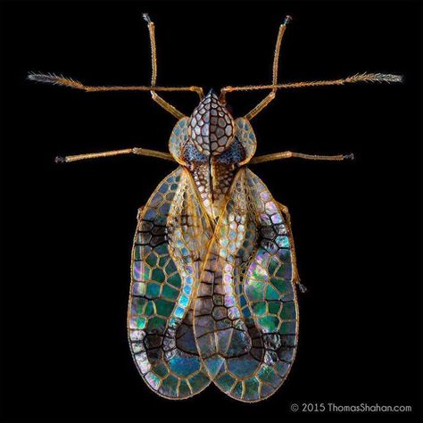 Azalea lace bug, belongs to a group of insects in the family Tingidae. Lace Bug, Amazing Insects, Cool Insects, Cool Bugs, Beetle Bug, Beautiful Bugs, Flying Insects, Arthropods, Creepy Crawlies