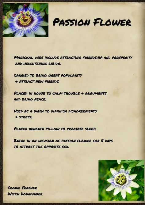 Passion Flower Magical Properties, Herb Meanings, Wicca Herbs, Magic Plants, Magick Herbs, Spell Ingredients, Passion Flower Tea, Pagan Spells, Magical Plants