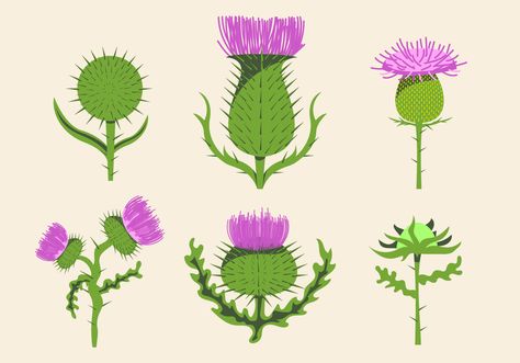 Set of thistle vector that you can use for your project, enjoy! January Activities, Vector Art Design, Thistle Flower, Scottish Thistle, Free Vector Art, Free Downloads, Downloadable Art, Flower Drawing, Vector Icons