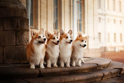 Corgi Wallpaper Desktop, Corgi Wallpaper, Dog Background, Corgi Pictures, Laptop Wallpapers, Wallpaper Dekstop, Puppy Photos, Corgi Puppy, Cute Corgi