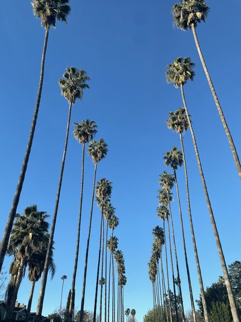 los angeles aesthetic palm trees La Palm Trees Aesthetic, La Palm Trees, Palm Trees Aesthetic, Los Angeles Palm Trees, Macbook Background, Dump Aesthetic, Angeles Aesthetic, Los Angeles Aesthetic, California Life