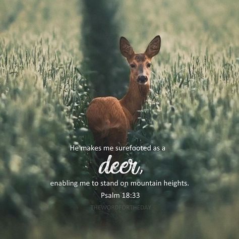 The Word For The Day on Instagram: “I am in awe at the surefootedness of a deer even on the most dangerous cliff edges. It looks like the deer is made for this kind of…” Deer Quotes Inspiration, Deer Quotes, Word For The Day, Cliff Edge, Hope In Jesus, Prayer And Fasting, A Deer, Biblical Quotes, Bible Journal