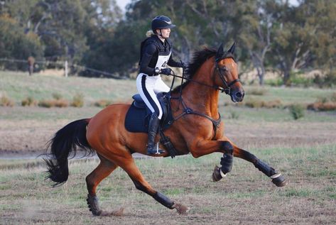 Horse Galloping With Rider, Jumping Aesthetic, Noriker Horse, Horse Poses, Horse Riding Aesthetic, Horse Story, Eventing Horses, English Horse, Horse Galloping