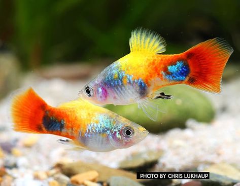 Beautiful New Type Platy from@aquariumdietzenbach . #aquarium #aquariumhobby #dennerle #aquariumsdaily #aquascapes #shrimpking #aquascaper… Platy Fish, Big Aquarium, Betta Aquarium, Fish Tank Design, Tropical Fish Aquarium, Tropical Freshwater Fish, Guppy Fish, Fresh Water Fish Tank, Tropical Aquarium