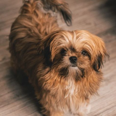 Shih Tzu Colors - Coat Patterns & Rare Colorings Brindle Shih Tzu, Brown Shih Tzu, Black Shih Tzu, Hypoallergenic Dog Breed, Teddy Bear Dog, Puppy Proofing, Havanese Dogs, White Puppies, Bear Dog