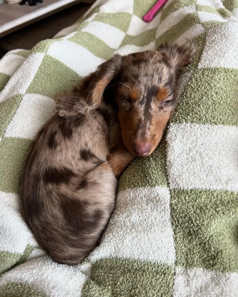 Long Hair Dachshund, Doxie Mom, Doxie Puppies, Sausage Dogs, Dapple Dachshund, Long Haired Dachshund, Dream Dog, Weenie Dogs, Miniature Dachshund