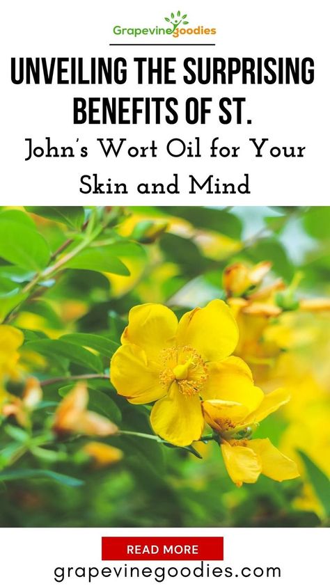 Unveiling the Surprising Benefits of St. John’s Wort Oil for Your Skin and Mind - Grapevine Goodies | For centuries, people have relied on St. John’s wort oil benefits as a natural remedy for various health conditions. The process of extracting St. John’s wort oil involves soaking the flowers of the Hypericum Perforatum plant in a carrier oil. The flowers of this plant, native to Europe but now found in other parts of the world, are used to extract the oil. #stjohnswortoilskincare St John's Wort Benefits, St Johns Wort Plant, Hypericum Perforatum, Medicinal Herbs Garden, St John's Wort, Essential Oils Herbs, Herbal Apothecary, Carrier Oil, Oil Skin Care