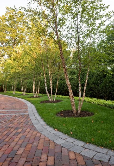 The trunks of the riverbirch are better admired with the dark background of a hedge...... Good way to block the neighbors as well:-) River Birch Trees, River Birch, Tree Lined Driveway, Brick Walkway, Driveway Design, Driveway Landscaping, Easy Landscaping, Trendy Tree, Traditional Landscape