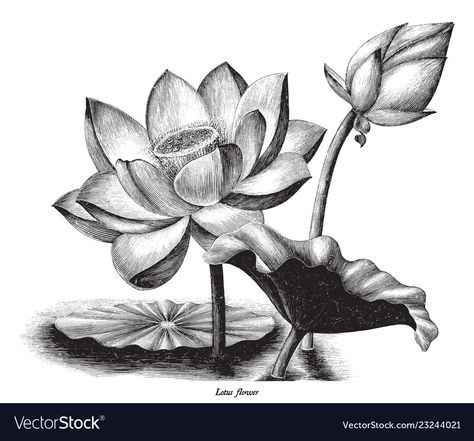 Charcoal Artwork, Product Illustration, Illustration Clip Art, Lotus Flower Art, Botanical Vintage, Pencil Shading, Engraving Illustration, Flower Sketches, Pen Sketch