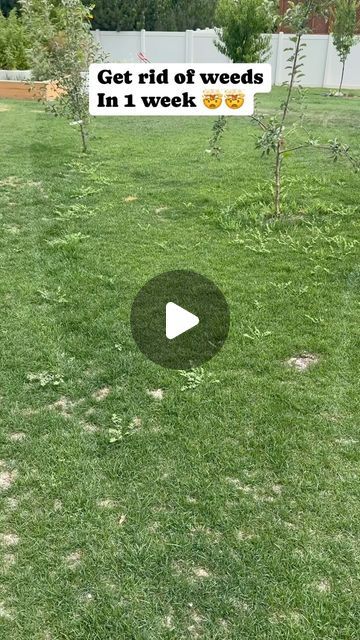 DaveyStruggle on Instagram: "Getting rid of weeds in your lawn #lawn #lawncare #lawnmaintenance" Lawn Weeds How To Get Rid, How To Get Rid Of Weeds In Lawn, Lawn Weeds, Weeds In Lawn, Yard Care, Lawn Maintenance, Yard Ideas, Lawn And Garden, Lawn Care