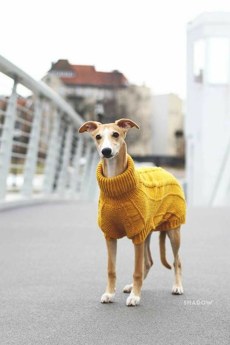 Whippets In Sweaters, Rosie Aesthetic, Greyhounds Clothes, Funny Looking Dogs, Dogs In Sweaters, Dog Gadgets, Best Dog Toys, I Like Dogs, Sea Design