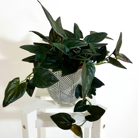 Syngonium Erythrophyllum, Dark Foliage, Exclusive Collection, Flowers Bouquet, House Plants, Flower Pots, Pre Order, Plant Leaves, Love This